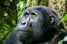 Gorilla of of Uganda